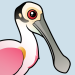 Roseate Spoonbill