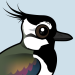 Northern Lapwing