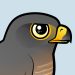 Roadside Hawk