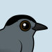 Gray Catbird