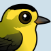 Wilson's Warbler