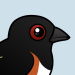 Eastern Towhee