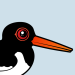 Eurasian Oystercatcher