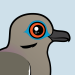 White-winged Dove