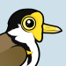 Masked Lapwing