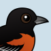Orchard Oriole