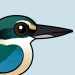 Sacred Kingfisher