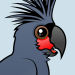 Palm Cockatoo
