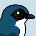 Tree Swallow