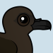 Christmas Shearwater