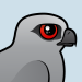 Mississippi Kite