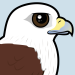 Brahminy Kite