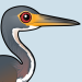 Tricolored Heron
