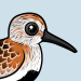 Dunlin