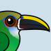 Northern Emerald Toucanet