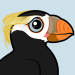 Tufted Puffin