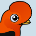 Andean Cock-of-the-rock