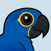 Hyacinth Macaw