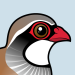 Red-legged Partridge
