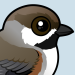 Boreal Chickadee