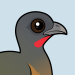 Plain Chachalaca