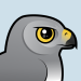 Northern Harrier