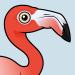 American Flamingo