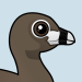 Pied-billed Grebe