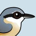 Eurasian Nuthatch