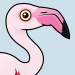 Greater Flamingo