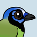 Green Jay