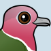 Pink-headed Fruit Dove