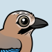 Eurasian Jay