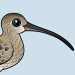 Eurasian Curlew