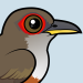 Puerto Rican Lizard-Cuckoo