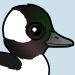 Bufflehead