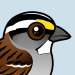 White-throated Sparrow
