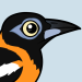 Venezuelan Troupial