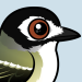 Black-capped Vireo