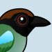 Hooded Pitta