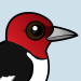 Red-headed Woodpecker