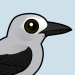 Clark's Nutcracker