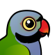 Lord Derby's Parakeet