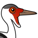 Wattled Crane