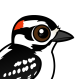 Downy Woodpecker