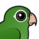 Golden-winged Parakeet