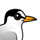Least Tern