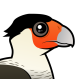 Crested Caracara