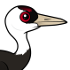 Hooded Crane