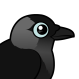 Jackdaw